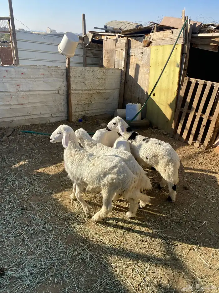 4 عروض حلال مشروطة وطيبة 12