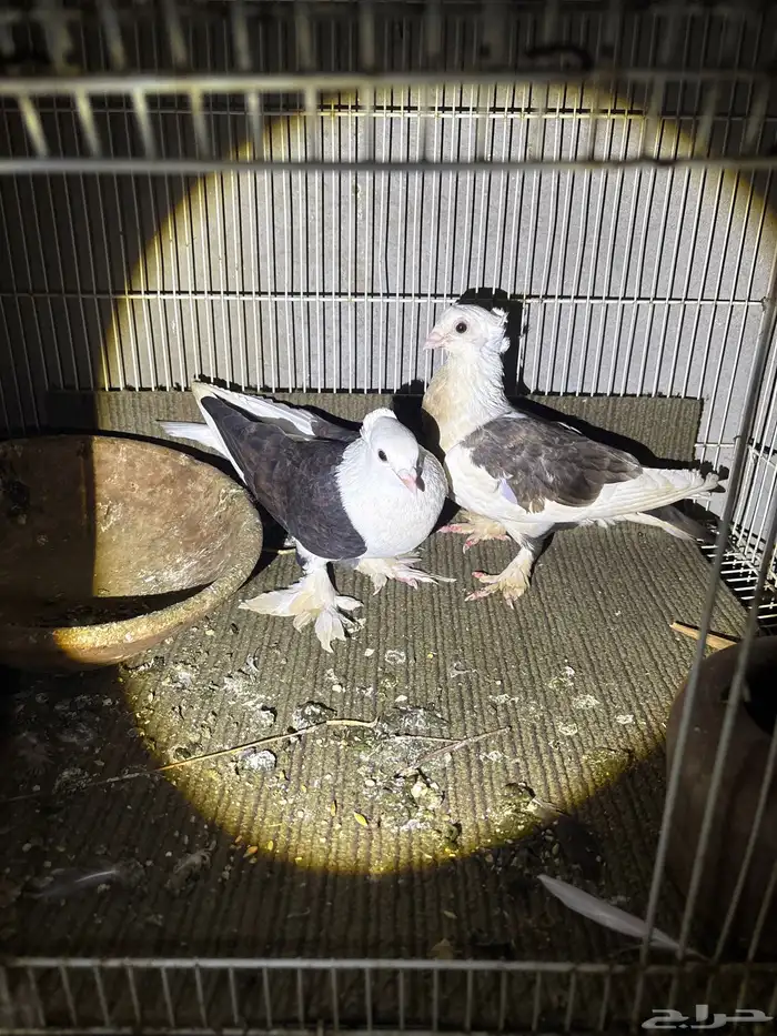 حمام ماشالله 5