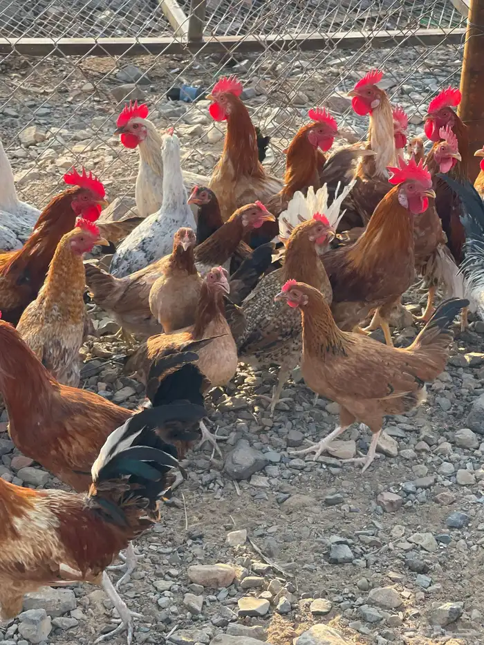 دجاج بلدي عمره فوق 6 شهور بياض 3