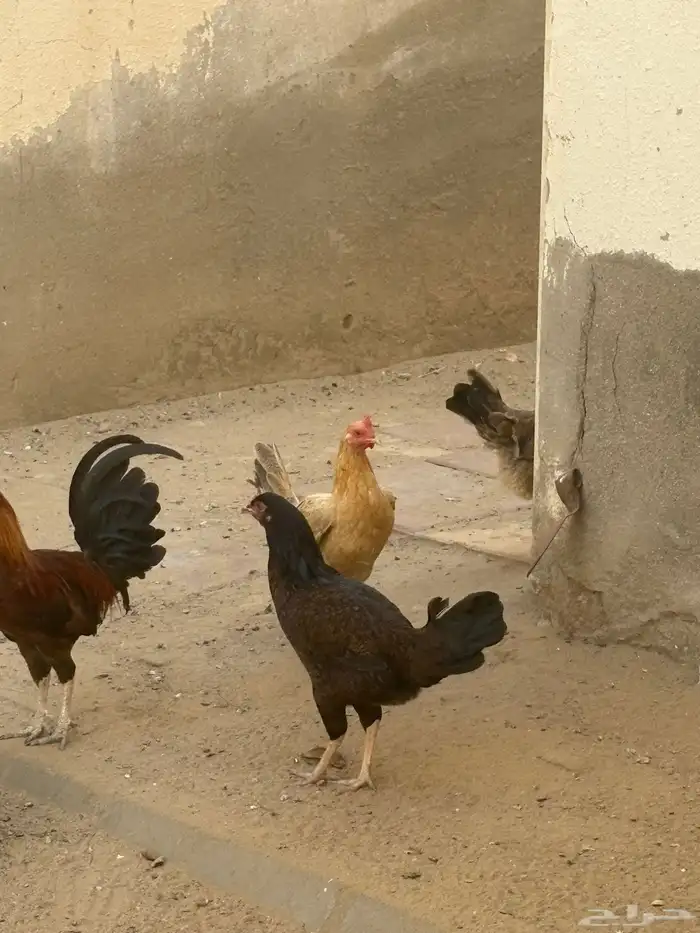 دجاج وديوك 4