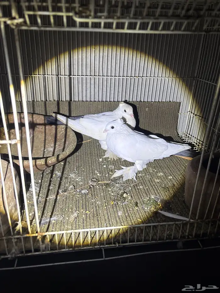 حمام ماشالله 4