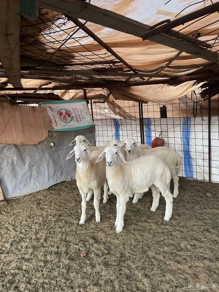 للبيع طليان نظيفه 0