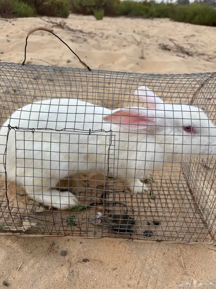 للبيع أرانب 0