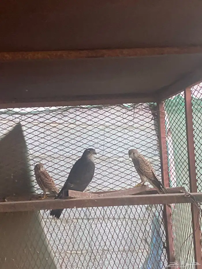 صقور باز وشبوط 2