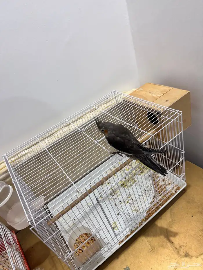 طيور الكروان 0