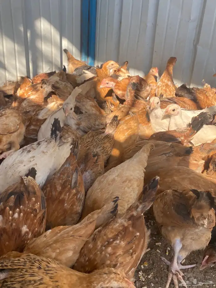 فراريج بلدي فواتح حمر 1