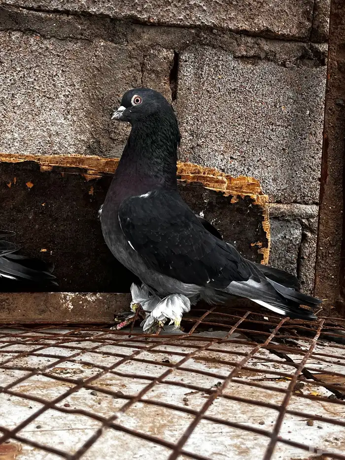 اتراك للبيع 9