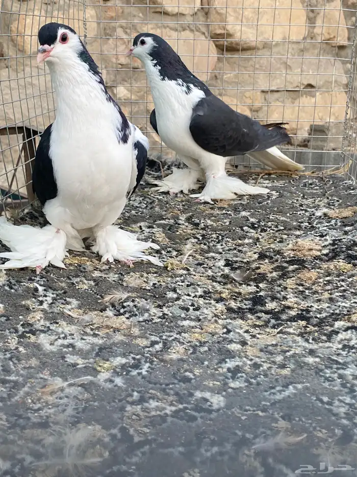 للبيع حمام 7