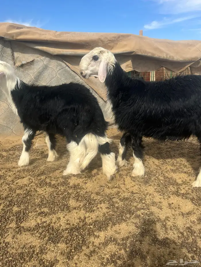 فحول نجد صنف الصنف 12