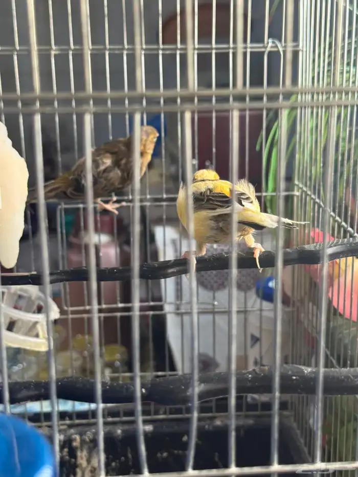 للبيع جوز كناري 1