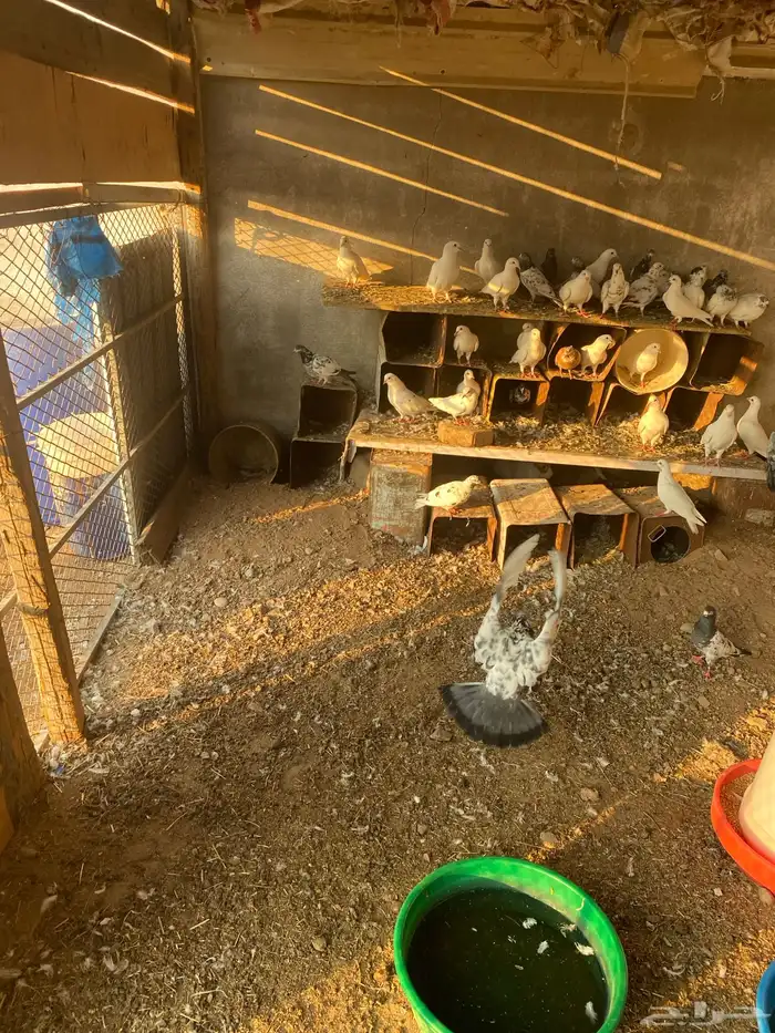 حمام باكستاني فرنسي 7