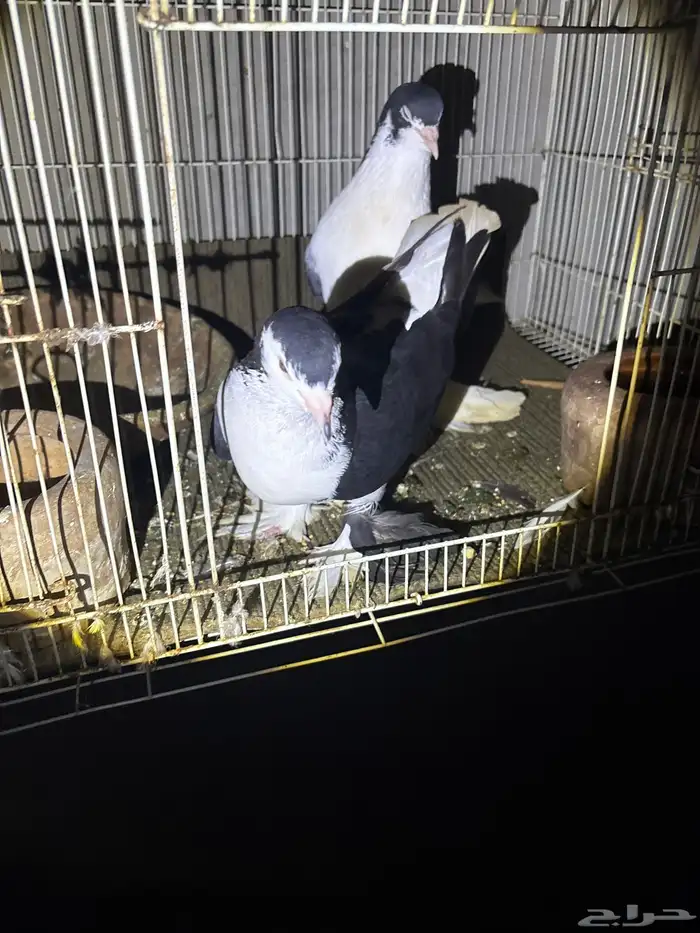 حمام ماشالله 6