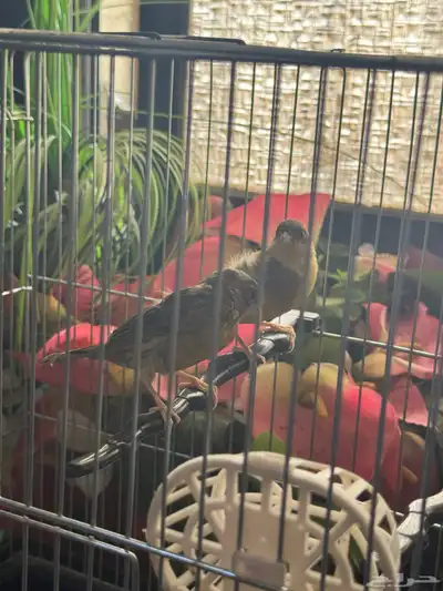 للبيع جوز كناري index