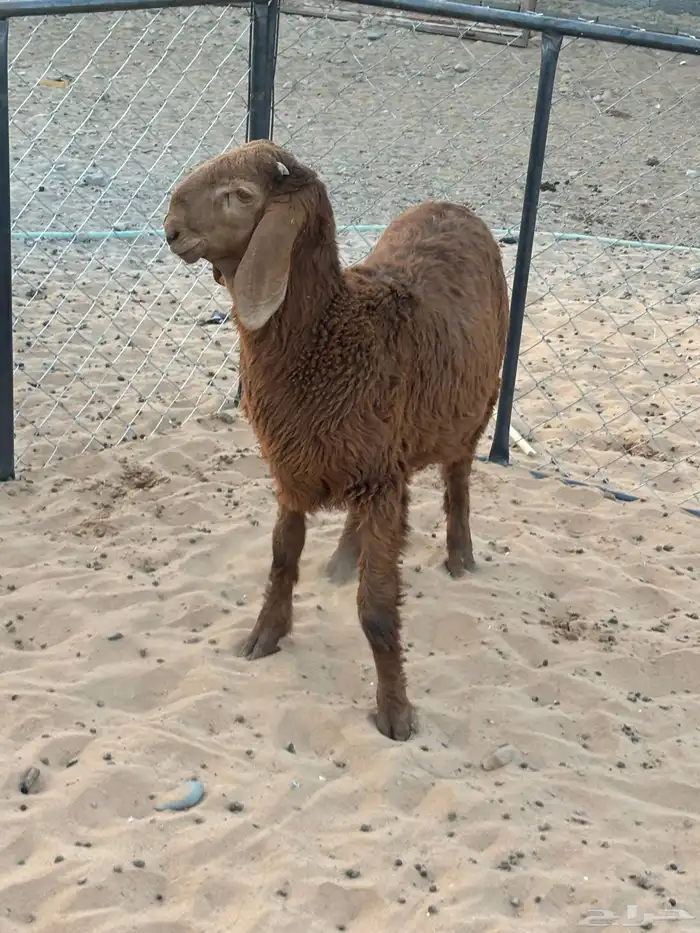 طلي هجين الأم ساكنيه والأب نعيمي العمر اربع شهور 5