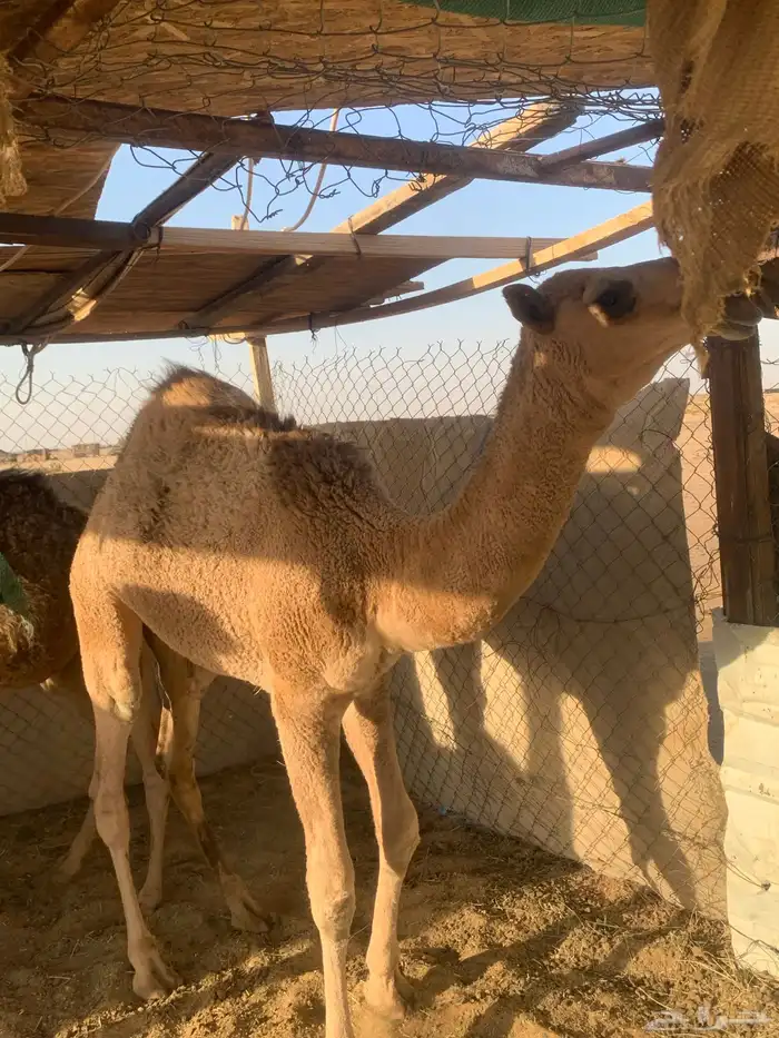 قعدان للبيع 6