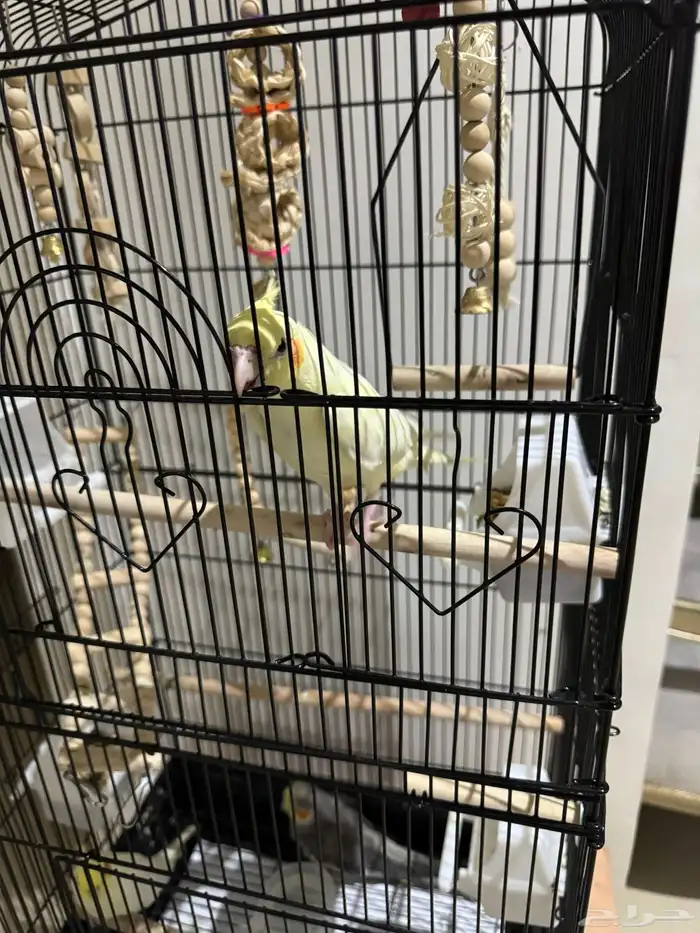 طيور كروان 6