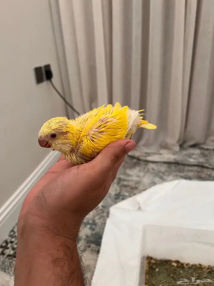 فروخ كويكر 1