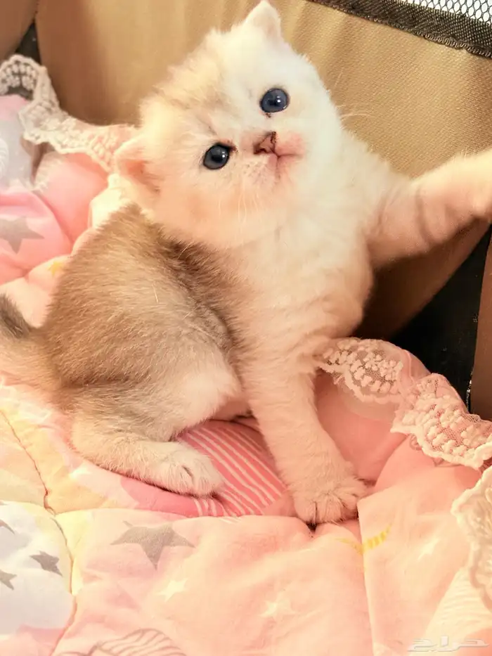 سكوتش فولد للبيع 0