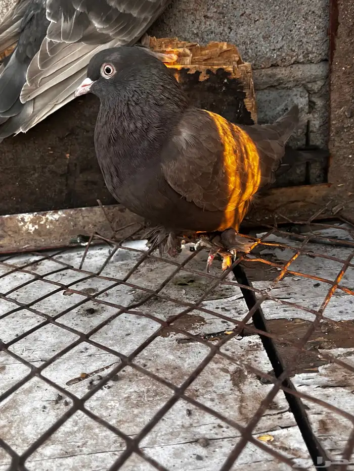 اتراك للبيع 14