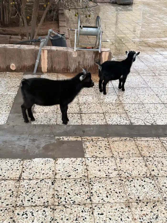 للبيع تيوس قزم 1