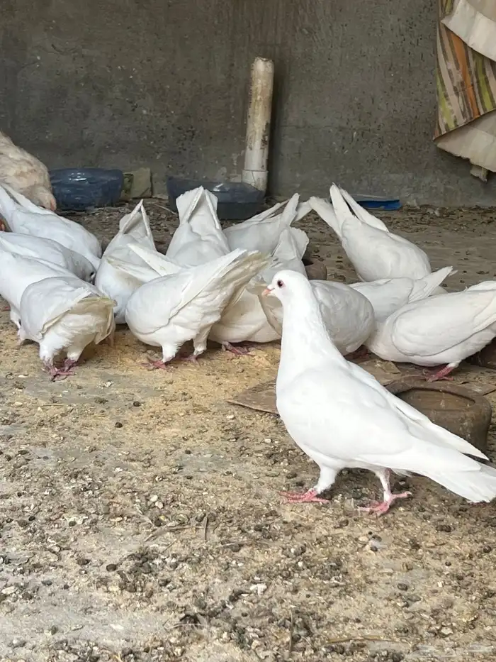 حمام فرنسي سوبر جامبو 3