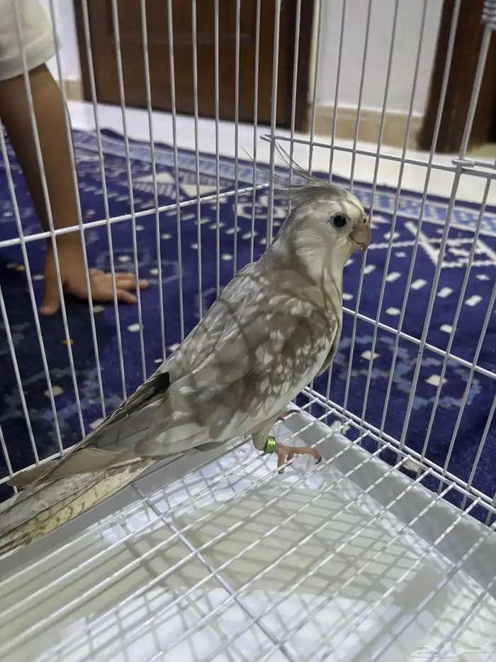 عصفور للبيع كروان هولندي 0