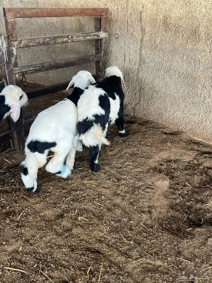 دواغير نجد طيبه 7