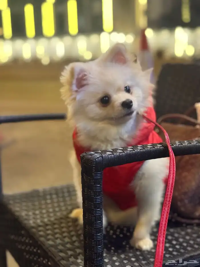 كلب بومرينيان 2