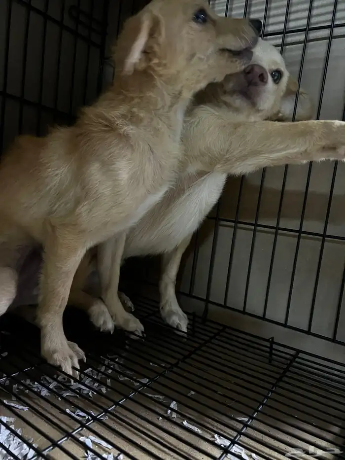 كلاب شيواوا للتبني المستعجل 1