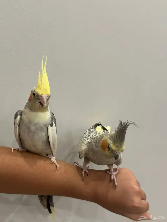 كناري ب700 مع قفص وبياضه جاهزه 1