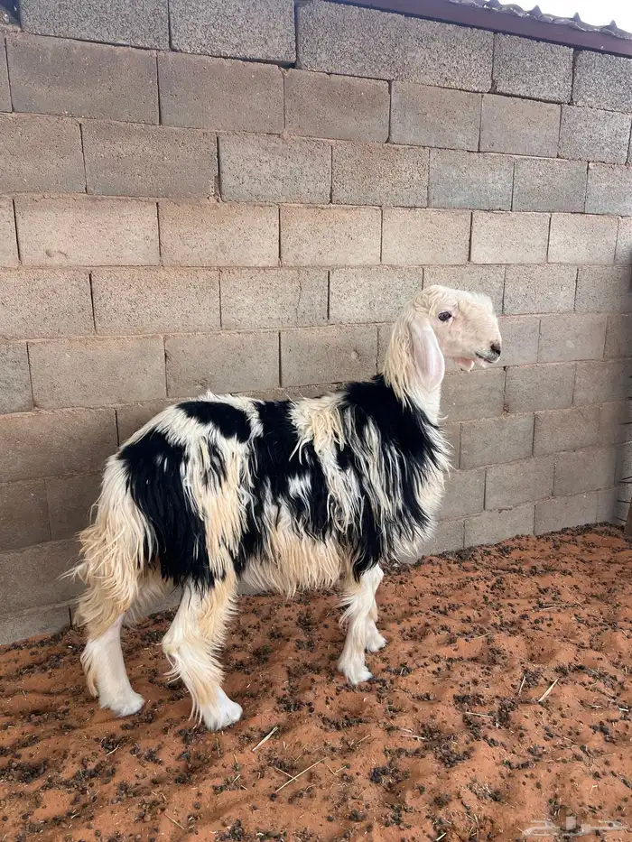 نجديه جذعه 0