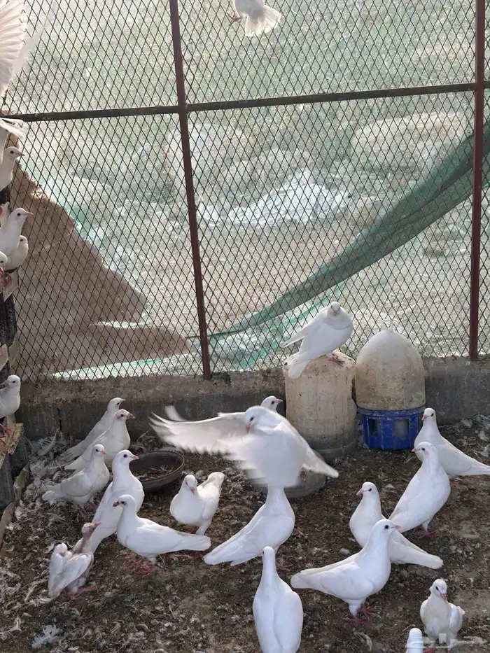 حمام فرنسي سوبر 15