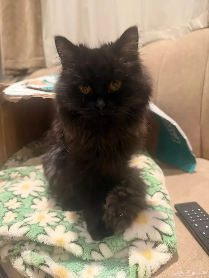 قطط للتبني. ذكر وانثى صغار 0