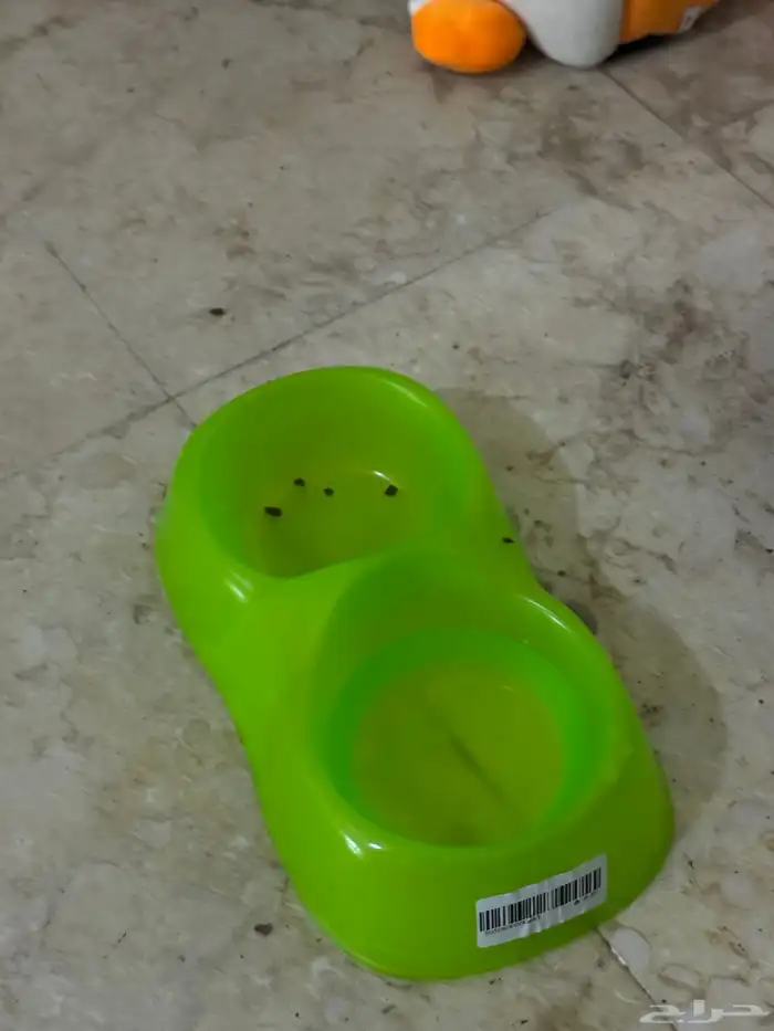 قطة انثى بريطاني للبيع مع جميع اغراضه ب175 ريال 5