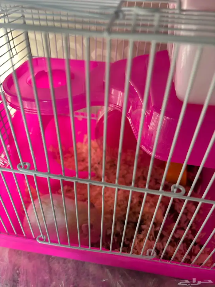 هامستر الليف للبيع على سوم 0