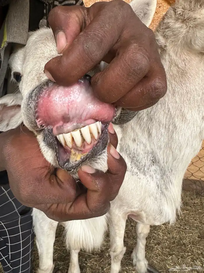 خرفان فحول 3