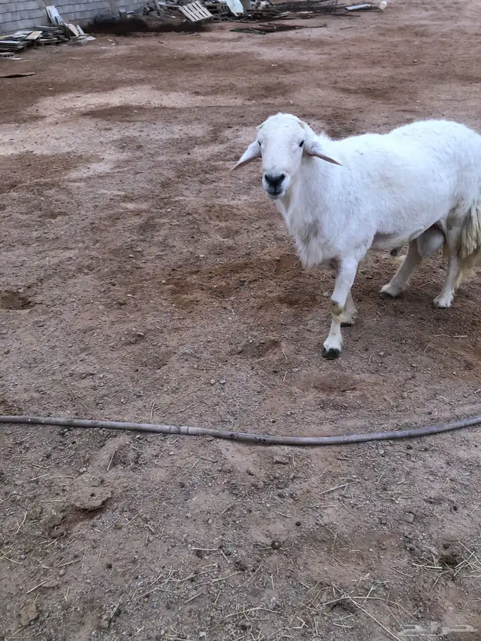 خرفان حريات جبره 1