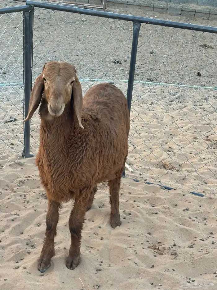 طلي هجين الأم ساكنيه والأب نعيمي العمر اربع شهور 0