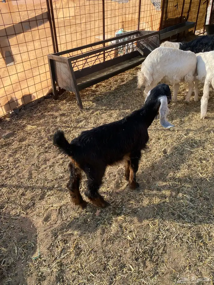 تيس ثلاث شهور 0