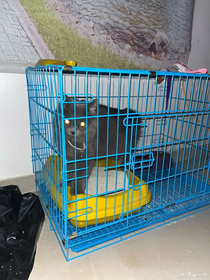 للبيع بسه معه أغراضه وأكله 0