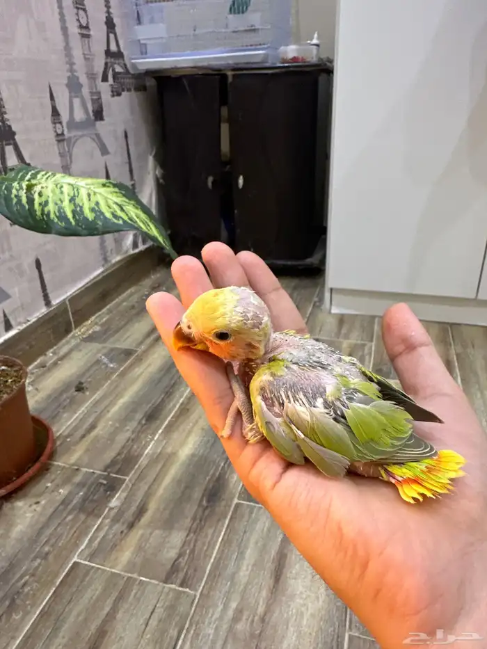 فروخ كنيور وا (روز عليه عرض) 3