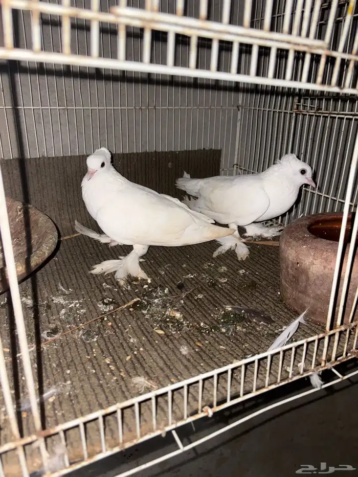 حمام ماشالله 7