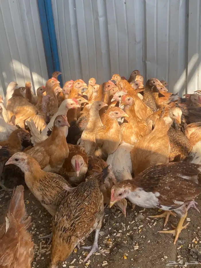 فراريج بلدي فواتح حمر 13