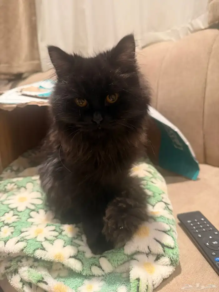 قطط للتبني. ذكر وانثى صغار 1