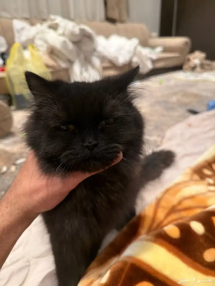 قطط للتبني. ذكر وانثى صغار 2