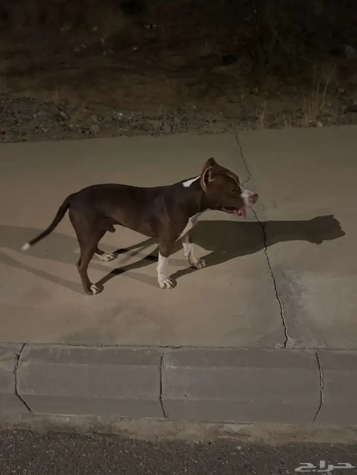 بيتبول صغير بسعر مميز 1