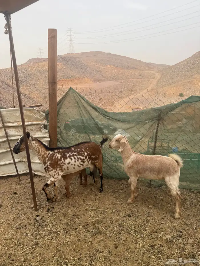 عرض وبيع عنز يتبعها جفرتين 6