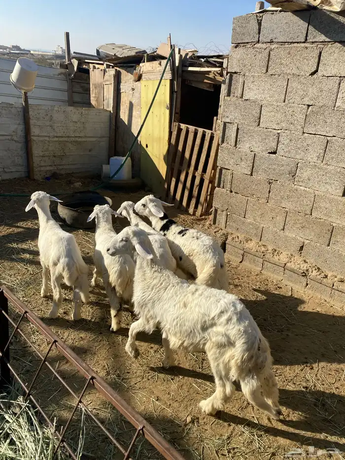 4 عروض حلال مشروطة وطيبة 14