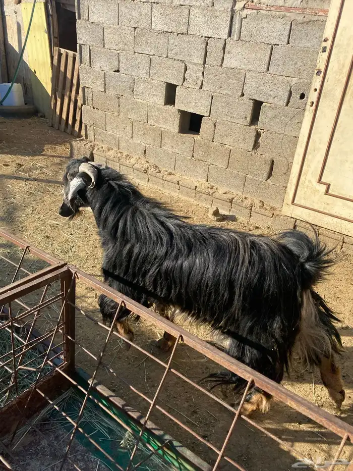 4 عروض حلال مشروطة وطيبة 18