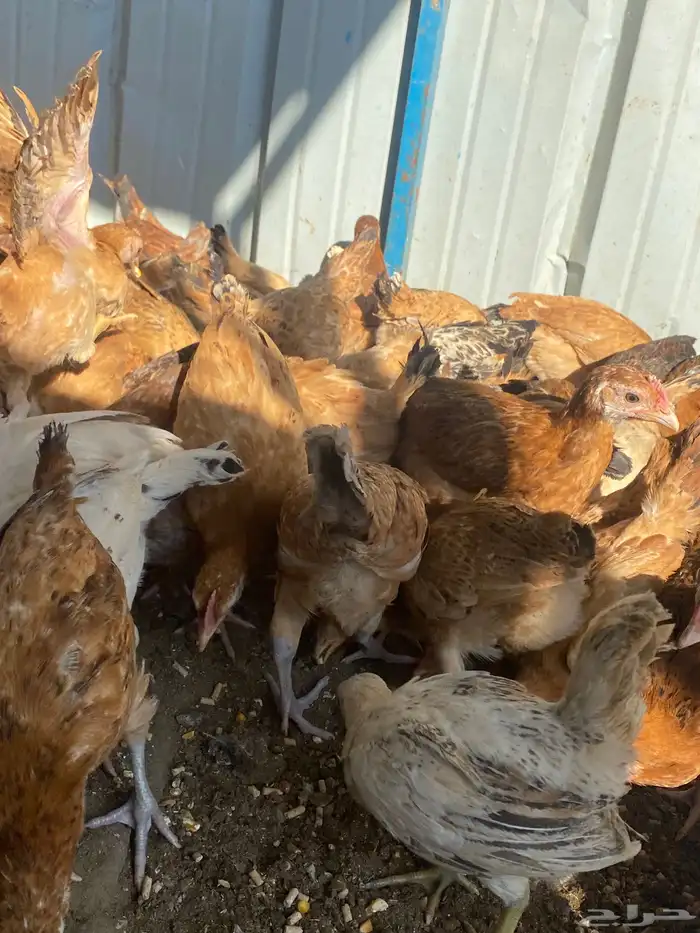 فراريج بلدي فواتح حمر 12